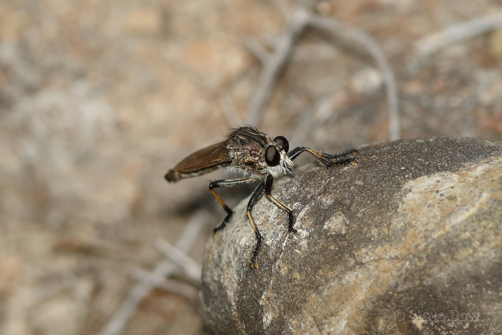 Mauropteron farinum