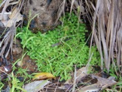 Selaginella ciliaris