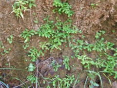 Selaginella ciliaris