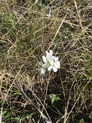 Clausia agideliensis