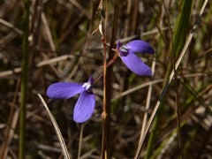 Utricularia leptoplectra