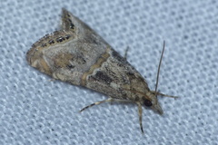 Euchromius cambridgei