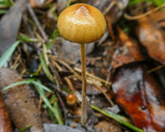 Psilocybe alutacea