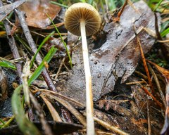 Psilocybe alutacea