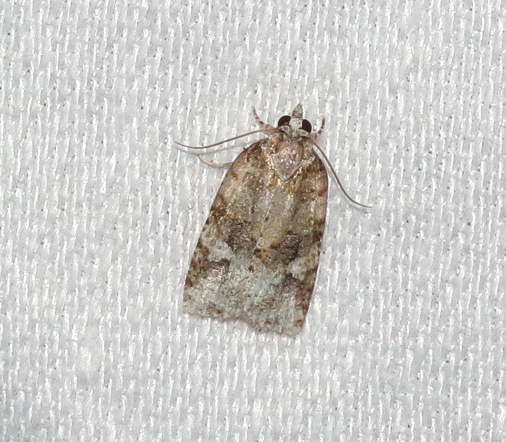 Tortricine Leafroller Moths from Witta QLD 4552, Australia on May 08 ...