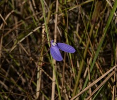 Utricularia leptoplectra