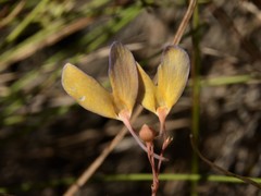 Utricularia leptoplectra