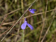 Utricularia leptoplectra