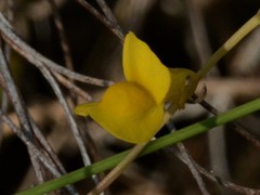 Utricularia odorata