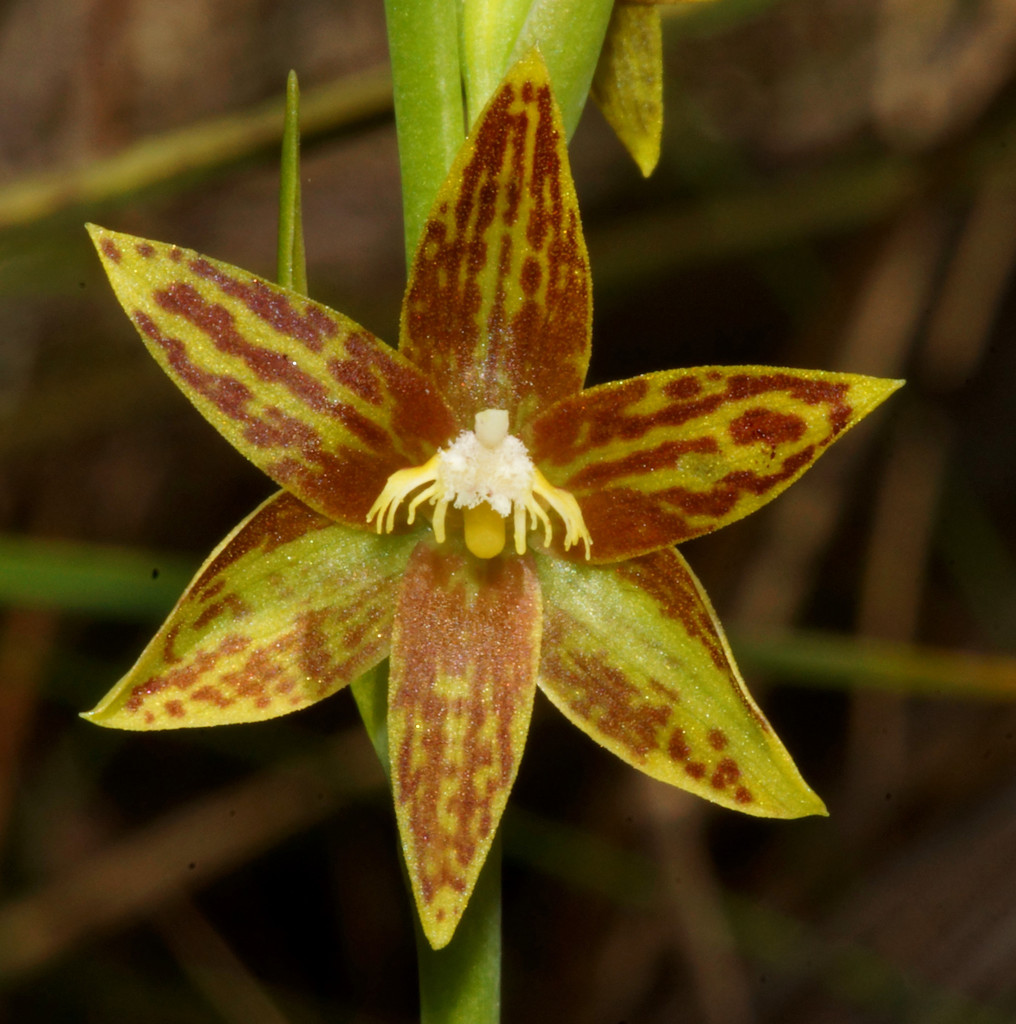 Chestnut sun orchid