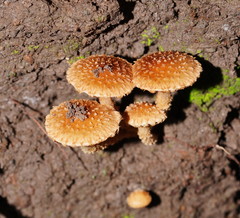Pholiota squarrosipes