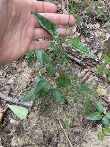 Image of Vincetoxicum ovatum by (c) Greg Tasney, some rights reserved (CC BY-SA)