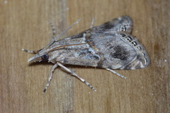 Euchromius cambridgei