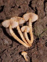Pholiota squarrosipes