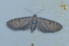 Eupithecia massiliata