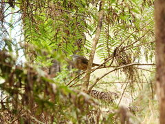 Pachycephala olivacea
