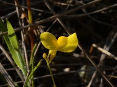Utricularia odorata
