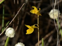 Utricularia odorata