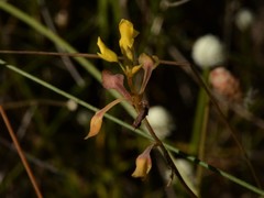 Utricularia odorata