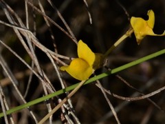 Utricularia odorata