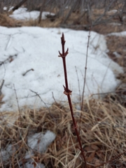 Lonicera caerulea edulis