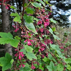 Ribes sanguineum