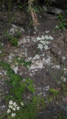 Peucedanum formosanum