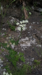 Peucedanum formosanum