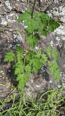 Peucedanum formosanum