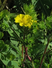 Potentilla hirta