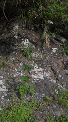 Peucedanum formosanum