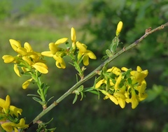 Genista januensis