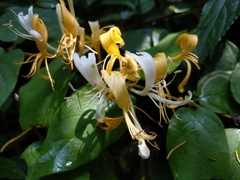 Lonicera hypoglauca
