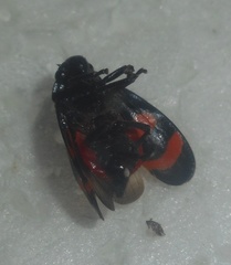 Cercopis arcuata