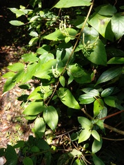 Lonicera hypoglauca