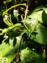 Lonicera hypoglauca