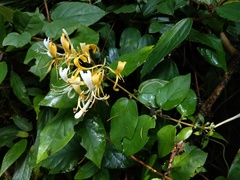 Lonicera hypoglauca