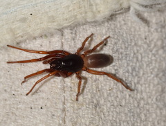 Dysdera erythrina