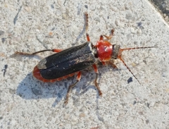Cantharis rustica