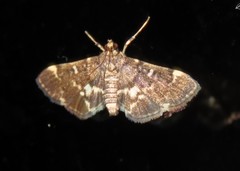 Piletocera sodalis