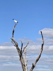 Threskiornis molucca