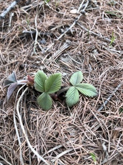 Fragaria orientalis