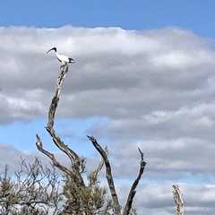 Threskiornis molucca