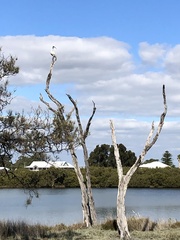 Threskiornis molucca