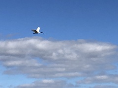 Threskiornis molucca