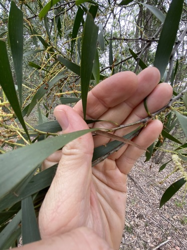 Image of Acacia concurrens by (c) Greg Tasney, some rights reserved (CC BY-SA)