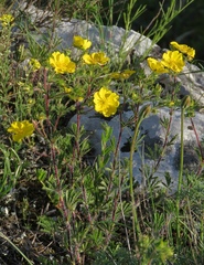 Potentilla hirta