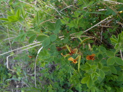 Chamaecytisus hirsutus