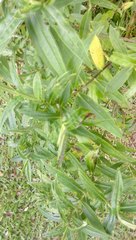 Veronica stricta stricta