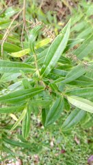 Veronica stricta stricta
